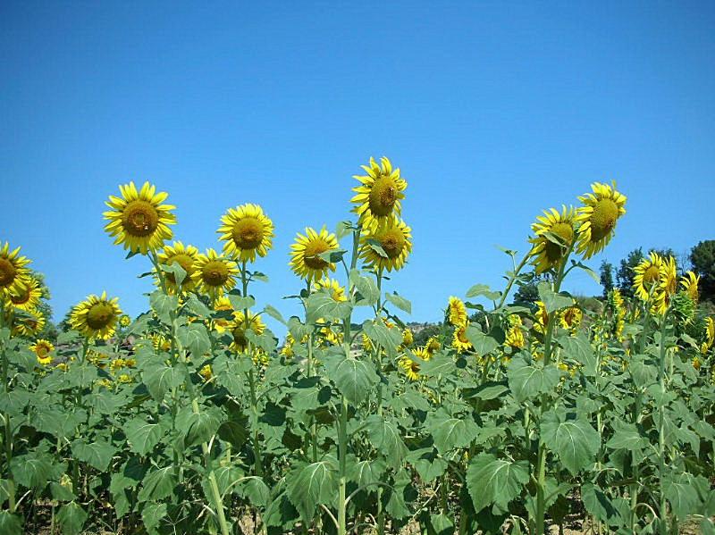 Helianthus annuus / Girasole comune